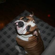 Olde english bulldogge Østergårds Boris