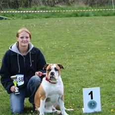 Olde english bulldogge Østergårds Boris
