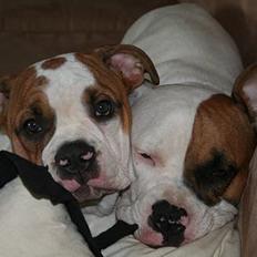 Olde english bulldogge Østergårds Boris