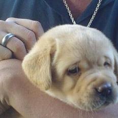 Labrador retriever Xanthos