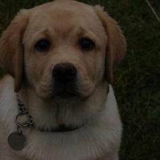 Labrador retriever Xanthos