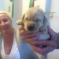 Labrador retriever Xanthos