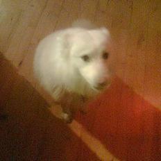 Japansk spids Silver