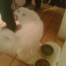 Japansk spids Silver