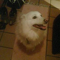 Japansk spids Silver