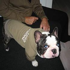 Fransk bulldog - Lancomes Unic