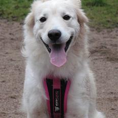 Blanding af racer Mollie 15/3-03 - 4/7-08