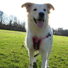 Blanding af racer Mollie 15/3-03 - 4/7-08