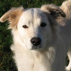 Blanding af racer Mollie 15/3-03 - 4/7-08