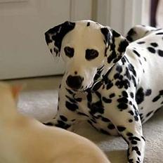 Dalmatiner Patch