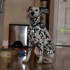 Dalmatiner Patch