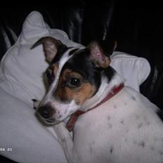 Dansk svensk gaardhund Frida