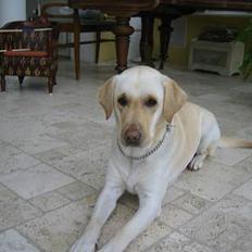 Labrador retriever Chianti
