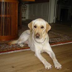 Labrador retriever Chianti