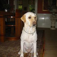 Labrador retriever Chianti