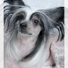 Chinese crested hårløs Caprioso Bai-Dee "Nemo"