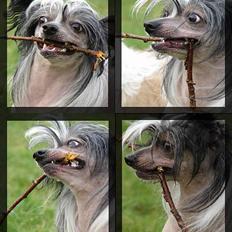 Chinese crested hårløs Caprioso Bai-Dee "Nemo"