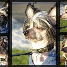 Chinese crested hårløs Caprioso Bai-Dee "Nemo"