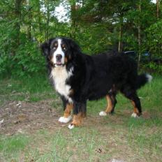 Berner sennenhund Yimbo R.I.P.