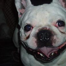 Fransk bulldog Buller