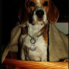 Beagle Lise