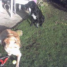 Blanding af racer tøsen