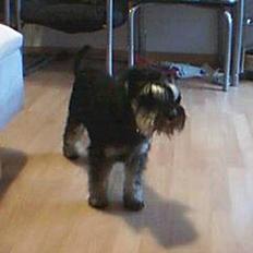 Dvaergschnauzer Tumle