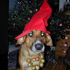 Blanding af racer Laika