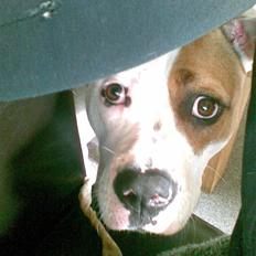 Amerikansk bulldog Chili