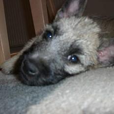 Cairn terrier Tjavs