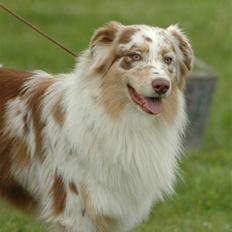 Australian shepherd Difloyds Ranchero