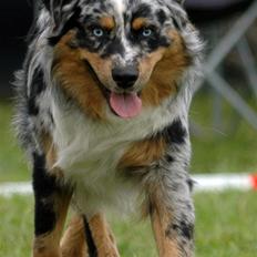 Australian shepherd PaintedMagic Captain Hook
