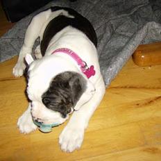 Olde english bulldogge Bertha