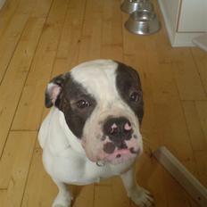 Olde english bulldogge Bertha