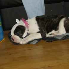 Olde english bulldogge Bertha