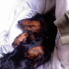 Dværggravhund Jonstrupdal Alfa