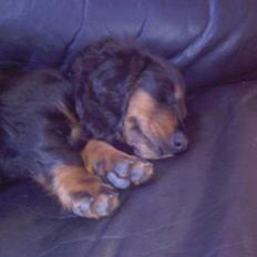 Dværggravhund Jonstrupdal Alfa