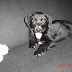 Blanding af racer Fakira