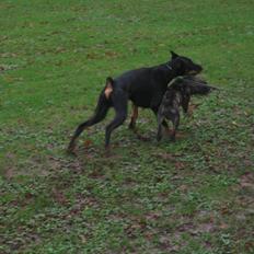 Fransk bulldog gismo