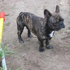 Fransk bulldog gismo