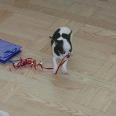 Chihuahua Chaplin Star