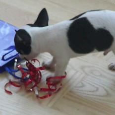 Chihuahua Chaplin Star