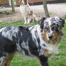 Australian shepherd PaintedMagic Captain Hook