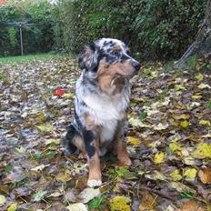 Australian shepherd PaintedMagic Captain Hook