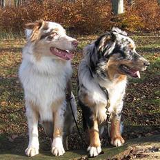 Australian shepherd Difloyds Ranchero