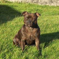 Staffordshire bull terrier Sasha 