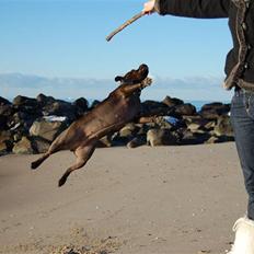 Staffordshire bull terrier Sasha 