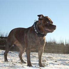 Staffordshire bull terrier Sasha 