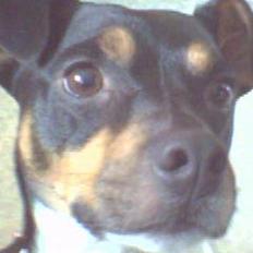 Dansk svensk gaardhund Dick