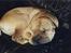 Shar pei Woody